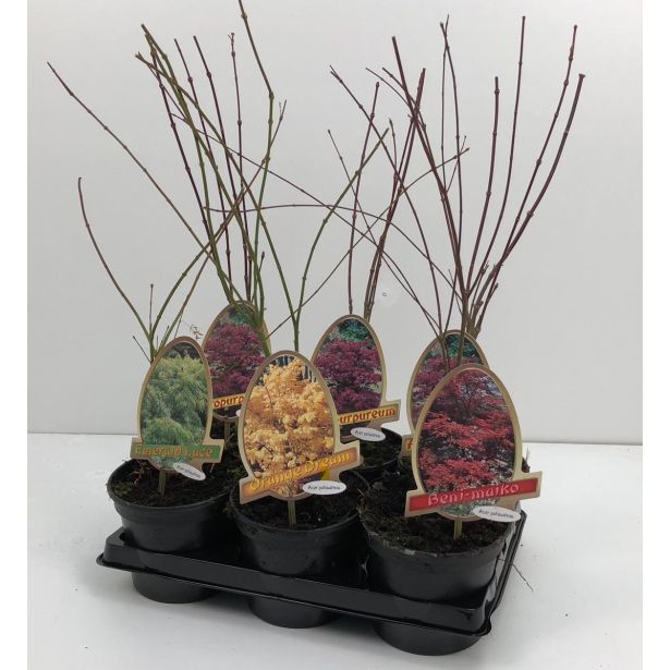 JAVOR PAHLJAČASTI MIX L15