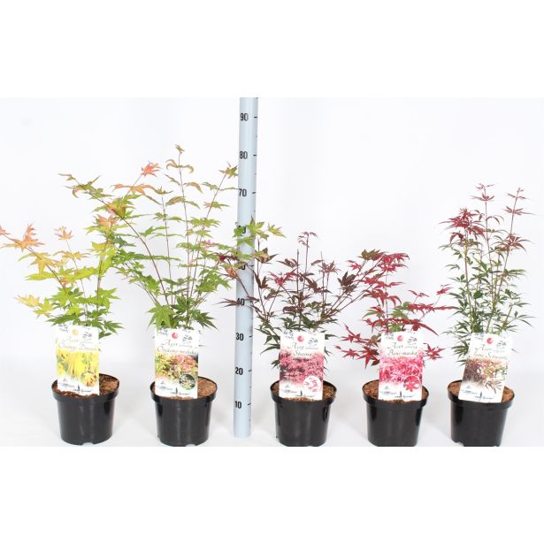 LISTAVEC PAHLJAČASTI JAVOR MIX L19