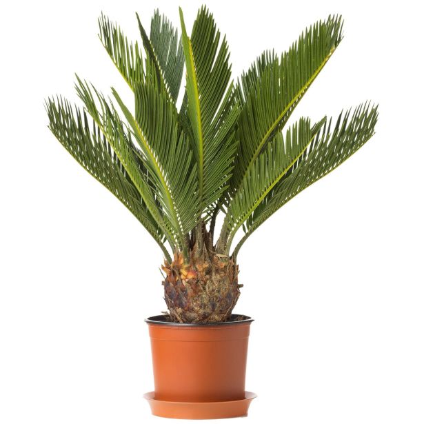 PALMA CYCAS REVOLUTA L14