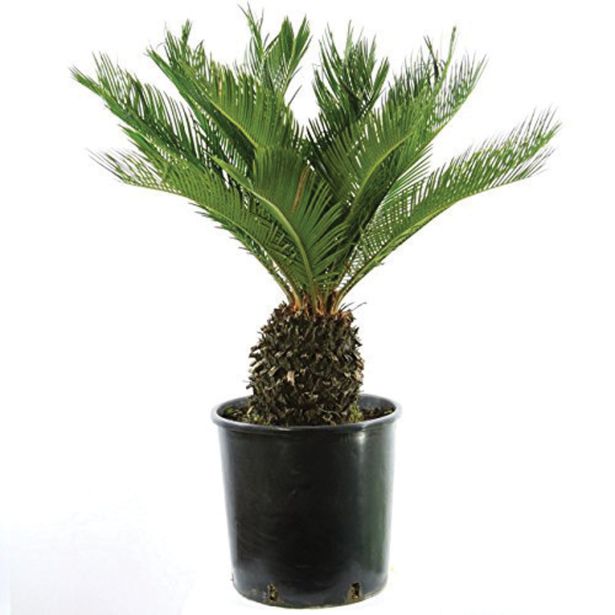 PALMA PALMA CHICAS REVOLUTA