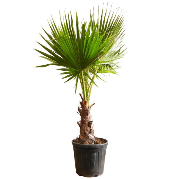 PALMA PALMA LIVISTONIA DEC.