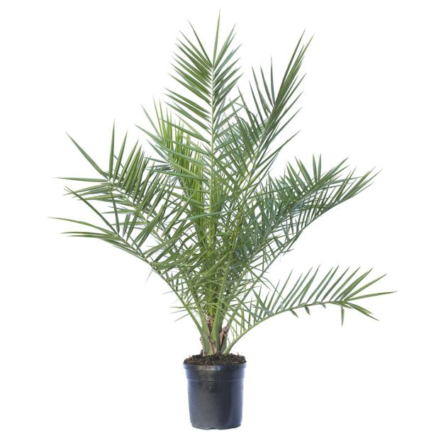 PALMA PALMA PHOENIX CANARIENSIS