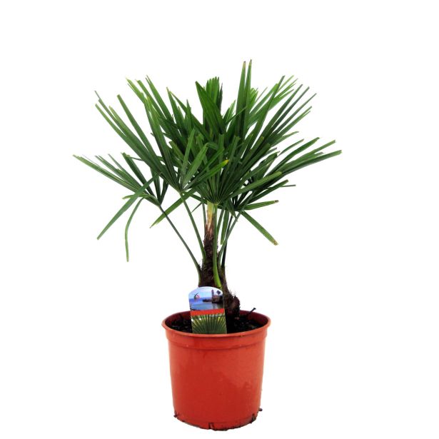 PALMA TRACHYCARPUS FORTUNEI L5 L
