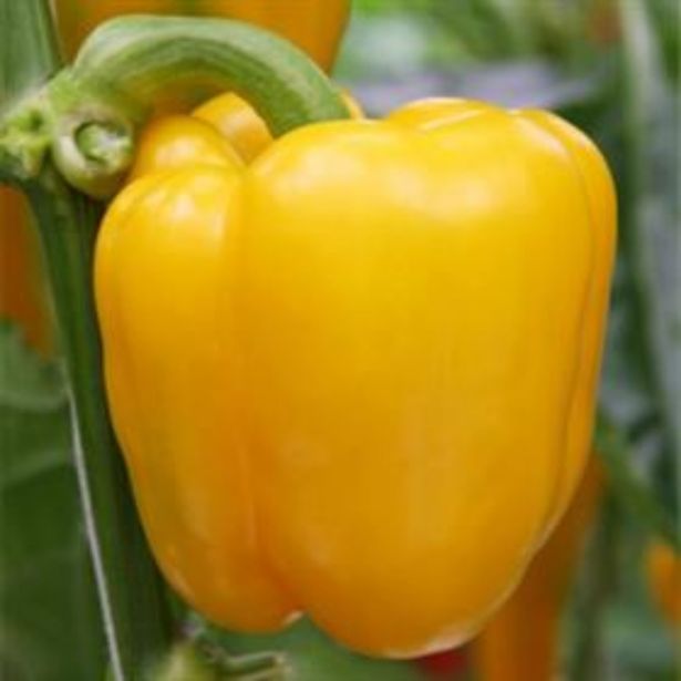 PLODOVKE DOBRO & ZDRAVO PAPRIKA YELLOW SUN