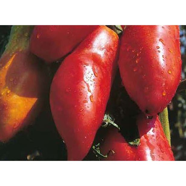 PLODOVKE L'ORTO FRUTTIFERO PARADIŽNIK 4/1 MAMMELL DI CAPRA KULTIPAK