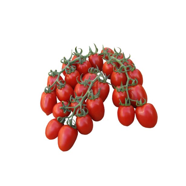 PLODOVKE L'ORTO FRUTTIFERO PARADIŽNIK ČEŠNJEV 1/1 PIXEL G.S. L10