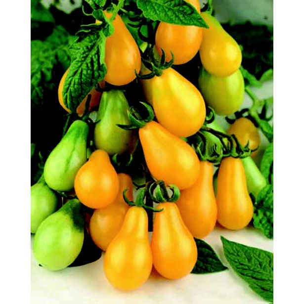 PLODOVKE L'ORTO FRUTTIFERO PARADIŽNIK RUMEN 1/1 YELLOW PERASHAPED L10