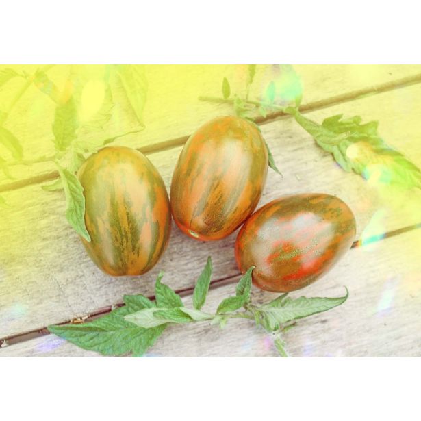 PLODOVKE L'ORTO FRUTTIFERO PARADIŽNIK ZEBRATO 1/1 ROMA ZEBRATO L10