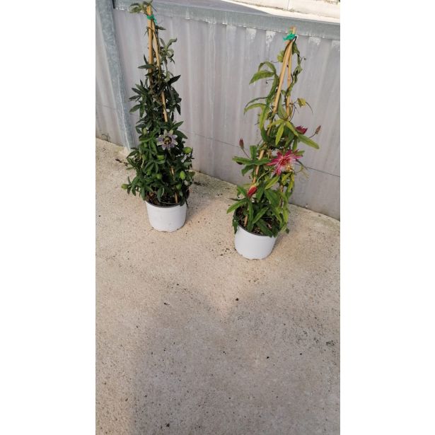 MEDITERANSKE RASTLINE PASIJONKA PIRAMIDA MIX L19