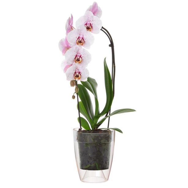 PE NOTRANJI LONEC FIJI ORHIDEJA PROZOREN 15CM