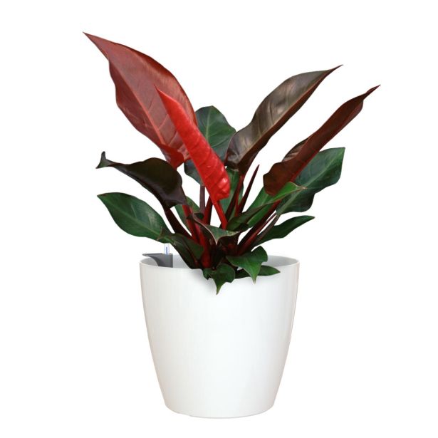 PE NOTRANJI LONEC SAN REMO GLOSSY BEL 30CM S SAMOZALIVALNIM SISTEMOM