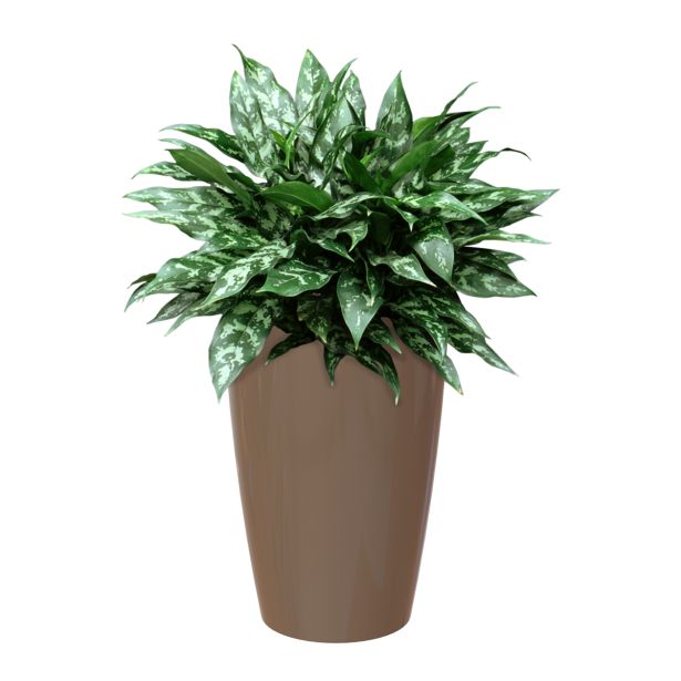 PE NOTRANJI LONEC SANTORINI TAUPE 78 CM