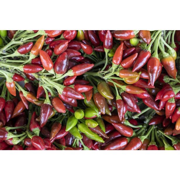 PLODOVKE PEKOČA PAPRIKA 1/1 A MAZZETTI L14