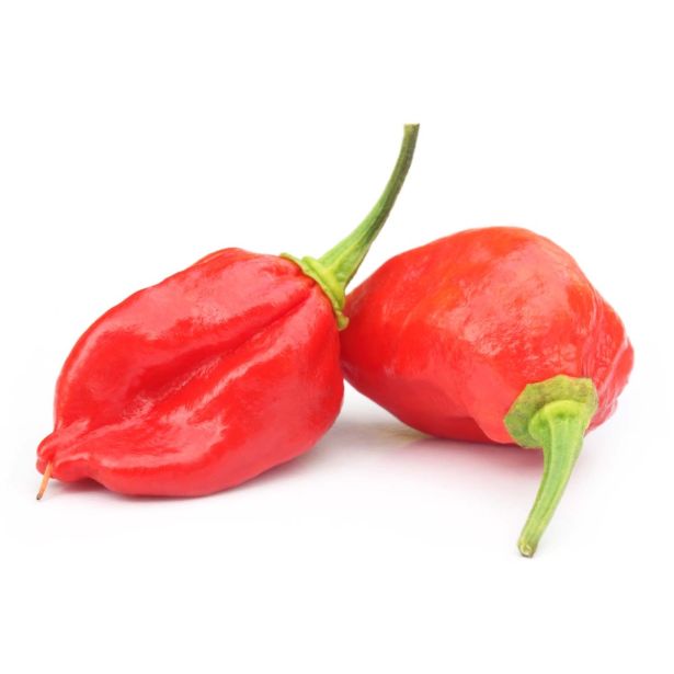 PLODOVKE PEKOČA PAPRIKA 1/1 NAGA MORIC L14