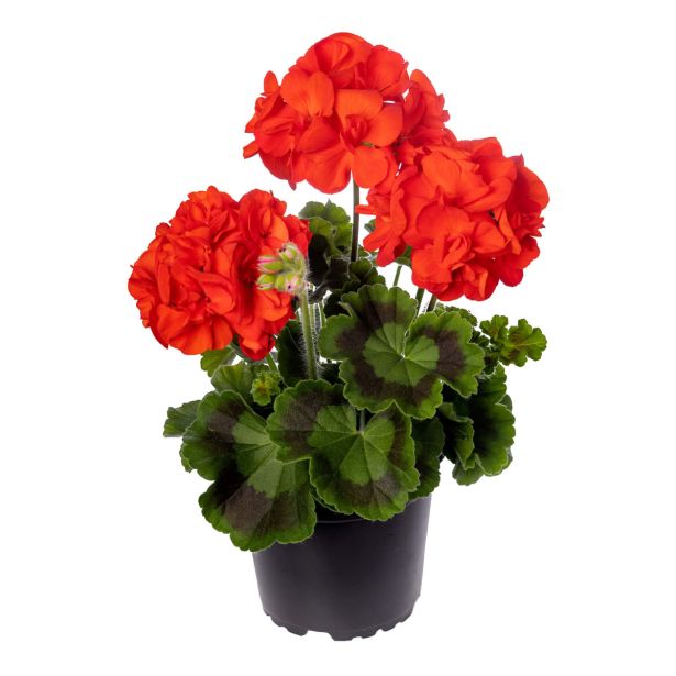 PELARGONIJA CALIOPA POLVISEČA ZONALE L12 CM