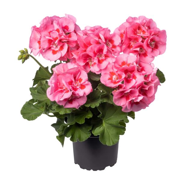 PELARGONIJA CALIOPA POLVISEČA ZONALE L12 CM