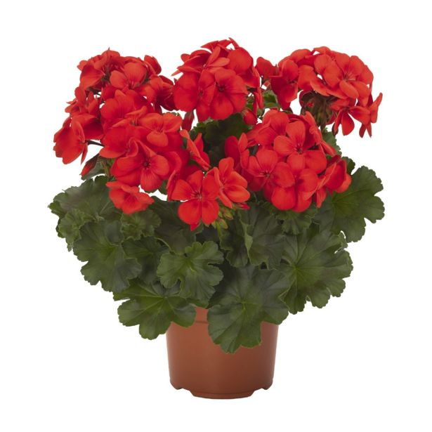 PELARGONIJA CALLIOPE L13 CM