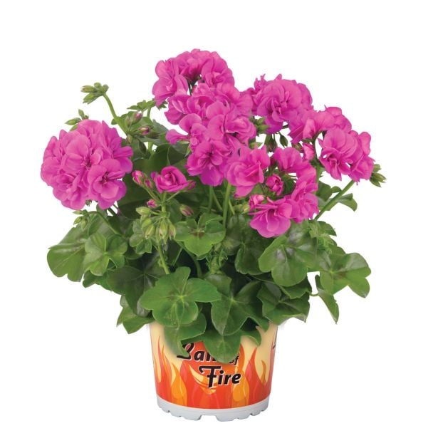 PELARGONIJA GREAT BALLS OF FIRE PELARGONIUM PELTATUM L12