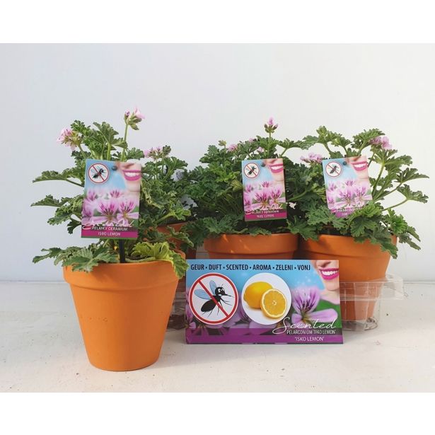 PELARGONIJA ISKO LEMON (DIŠEČA) V TERAKOTU LON. L13 CM
