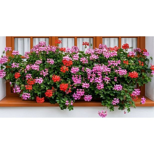 PELARGONIJA PELTATUM L10