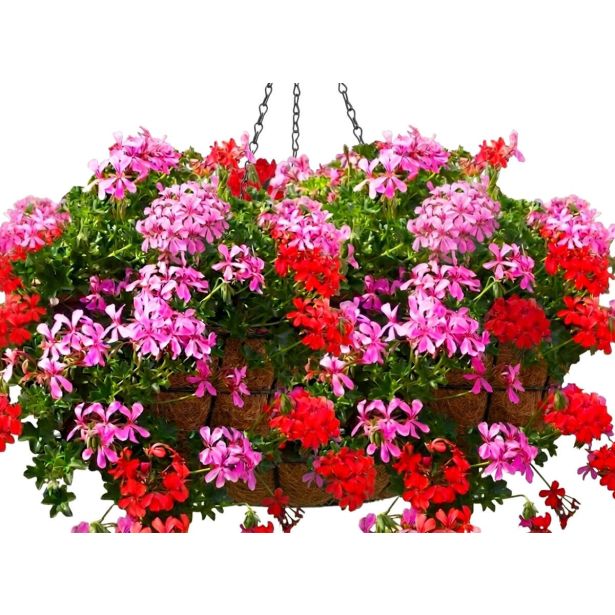 PELARGONIJA PELTATUM L10