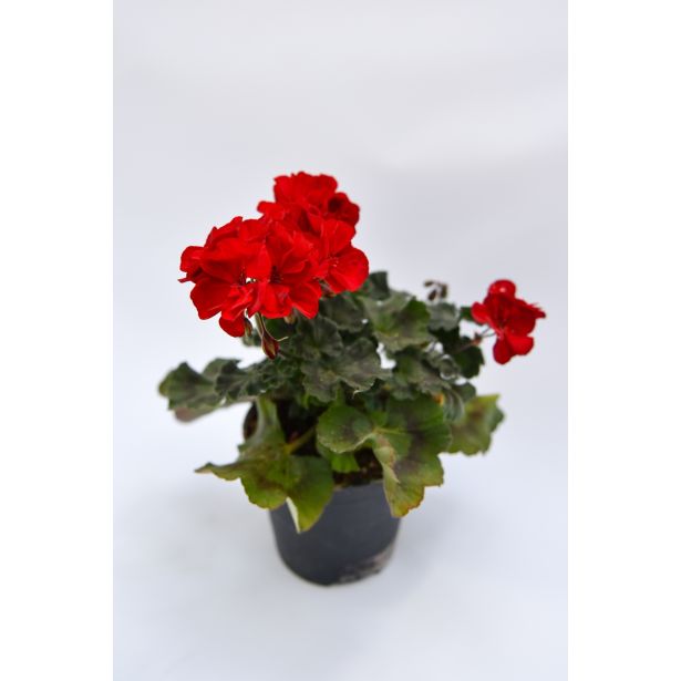 SEZONSKA RASTLINA PELARGONIJA POKONČNA MIX L10