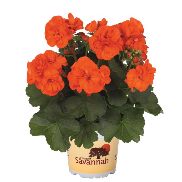 PELARGONIJA SAVANNAH POKONČNA L12