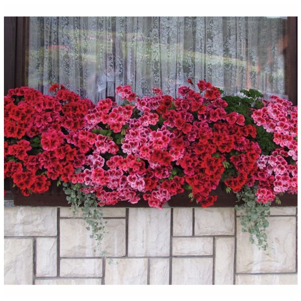 PELARGONIJA VOLMARY GRANDIFLORUM CLARION L12