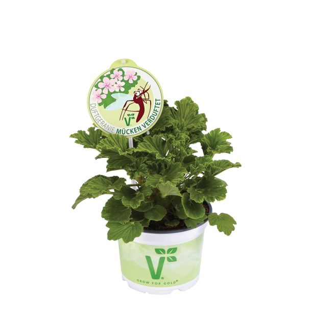 PELARGONIJA VOLMARY SPECIES L12