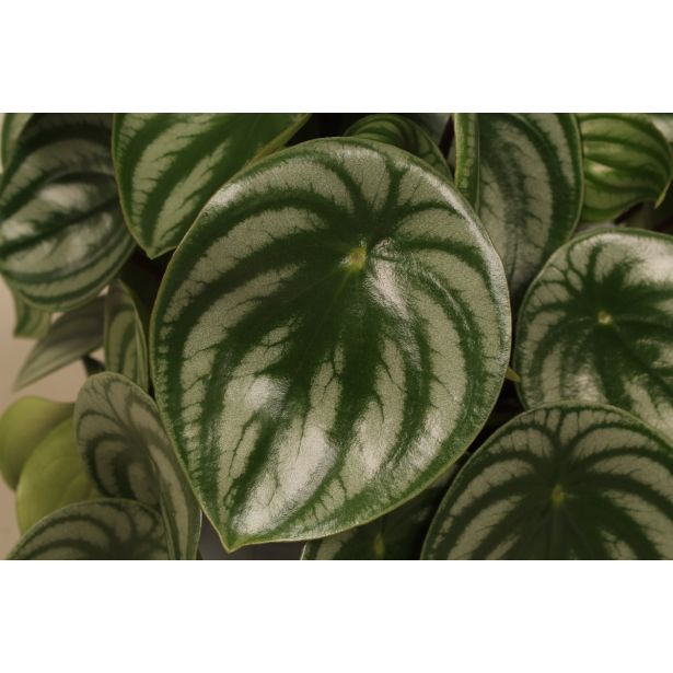 PEPEROMIJA ARGYREIA L17