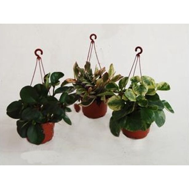 PEPEROMIJA MIX V OBEŠANKI L15