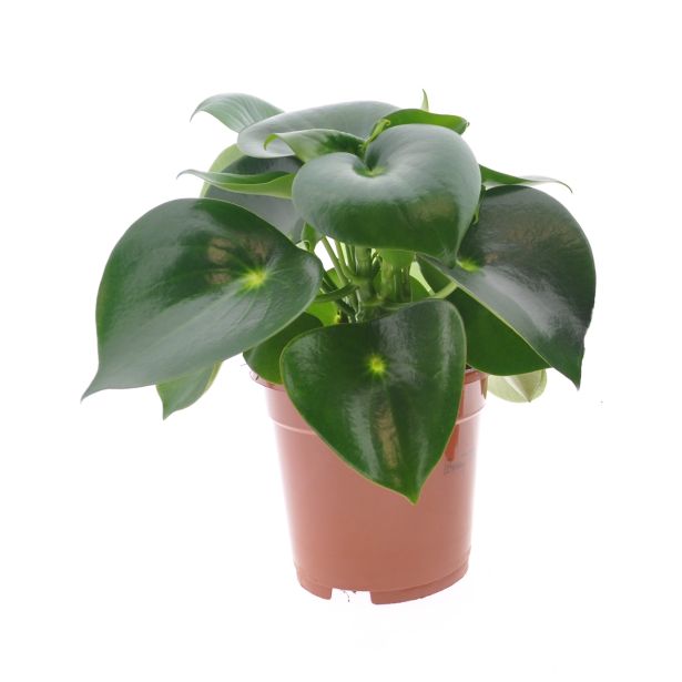 PEPEROMIJA RAINDROP L17