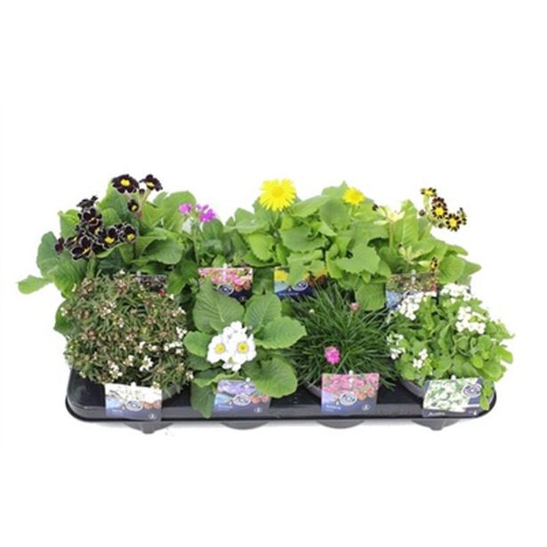 TRAJNICE MIX PERENNIALS L13