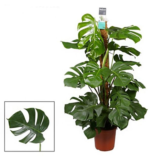 MONSTERA PERTUSOM MOSSPOLE L24