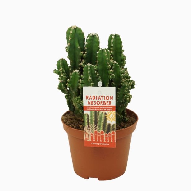 KAKTUS PERUJSKI STEBRIČAR L10.5