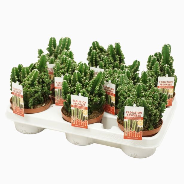 KAKTUS PERUJSKI STEBRIČAR L10.5