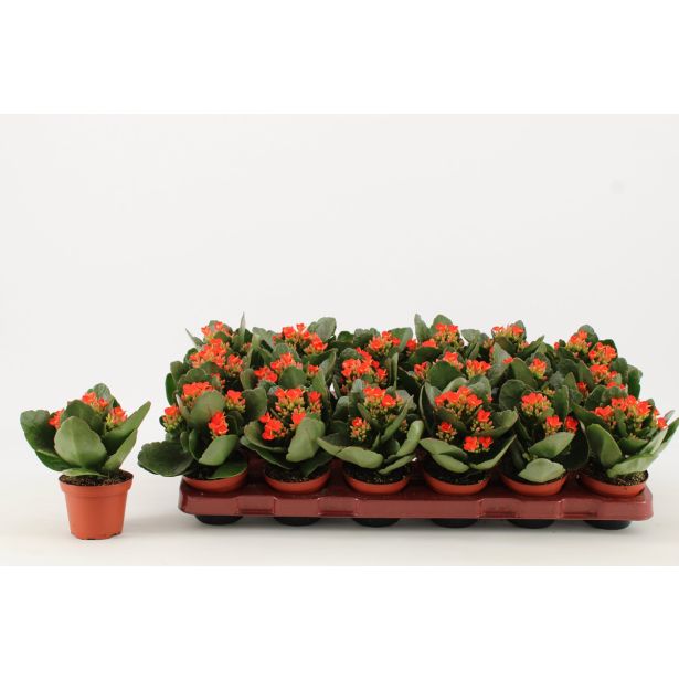 KALANHOJA PETERO ORANGE L8