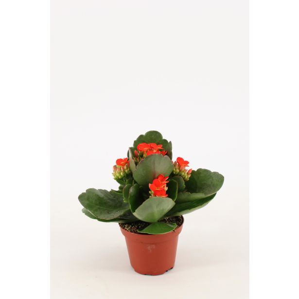 KALANHOJA PETERO ORANGE L8