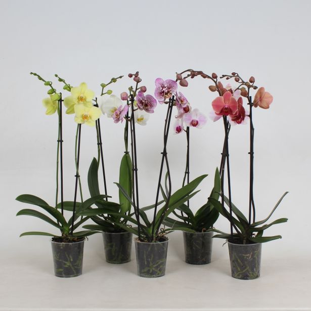 ORHIDEJA PHALAENOPSIS 2 STEBLA L12