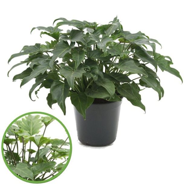 FILODENDRON XANADU L21 VIŠ 65CM