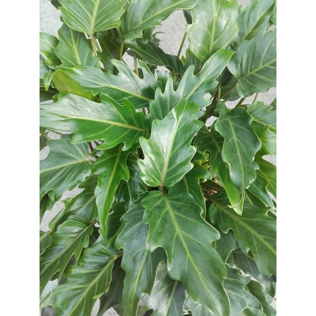 FILODENDRON XANADU L21 VIŠ 65CM