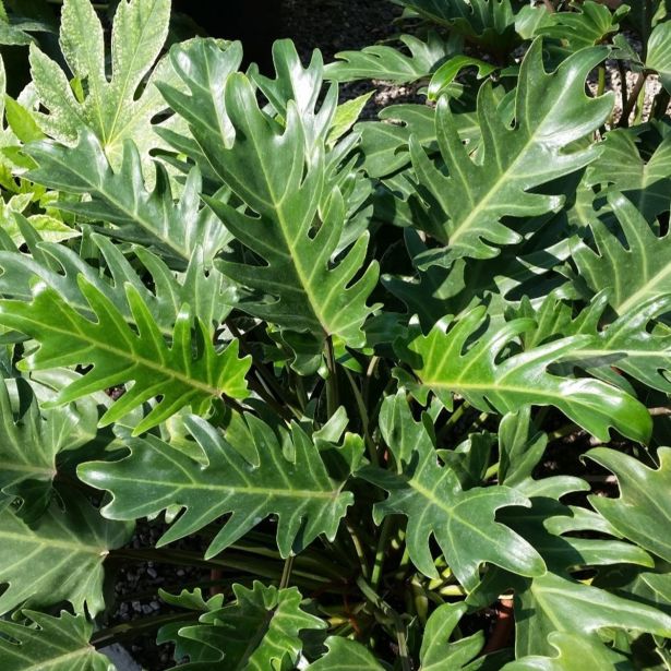 FILODENDRON XANADU L21 VIŠ 65CM