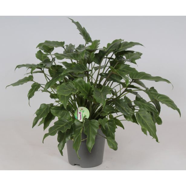 FILODENDRON XANADU L21 VIŠ 65CM