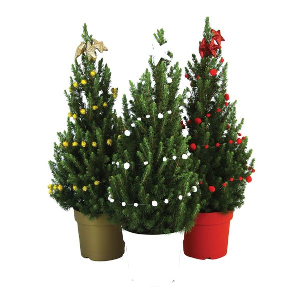 SMREKA PICEA GLAUCA NOVO LETO L19