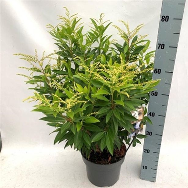GRM PIERIS BRAUWERS BEAUTY L23