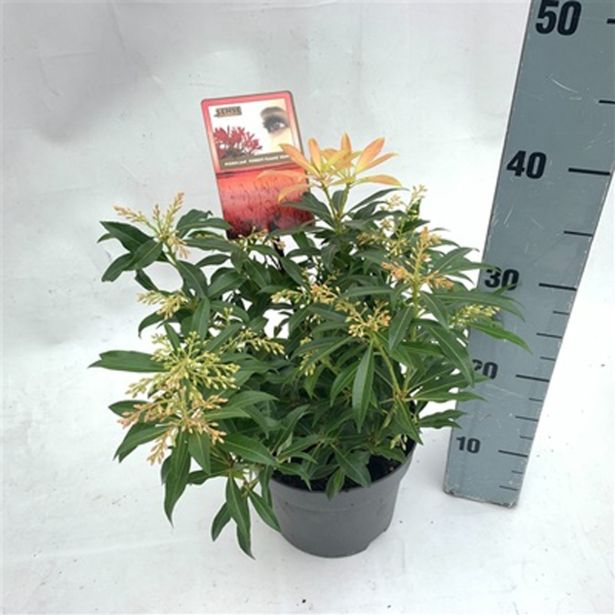 PIJERIS FOREST FLAME L17