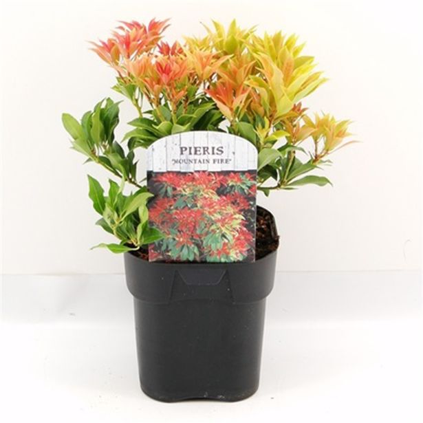 GRM PIERIS MOUNTAIN FIRE L17