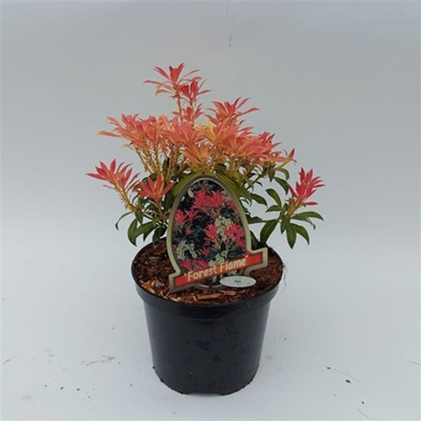 PIJERIS FOREST FLAME L20