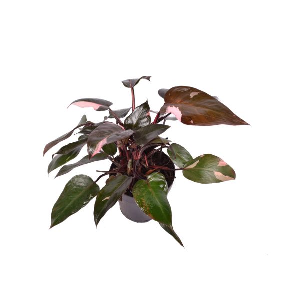 FILODENDRON PINK PRINCESS L15