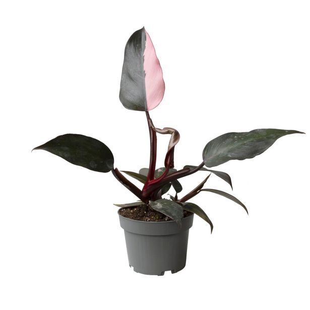 FILODENDRON PINK PRINCESS L15